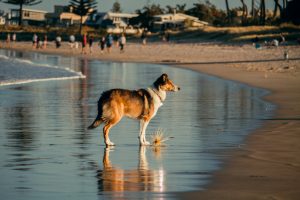 best dog beaches